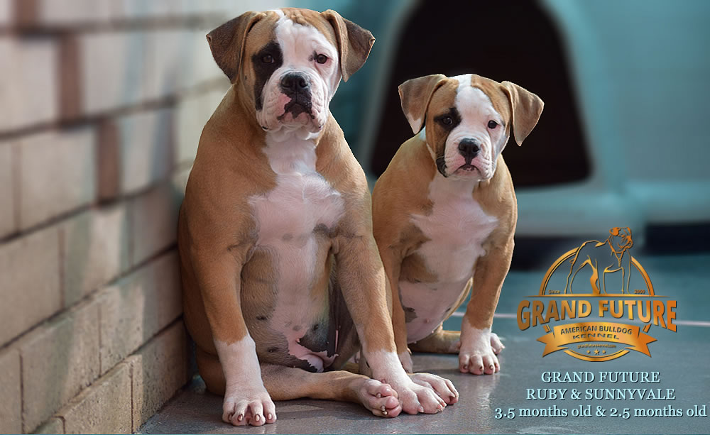 American Bulldog - Grand Future Ruby