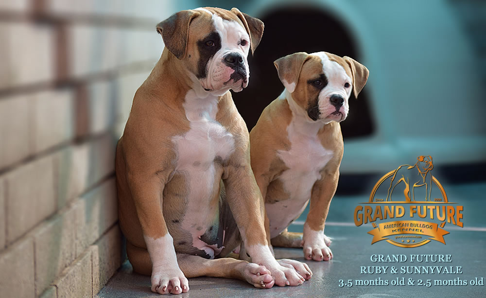 American Bulldog - Grand Future Ruby