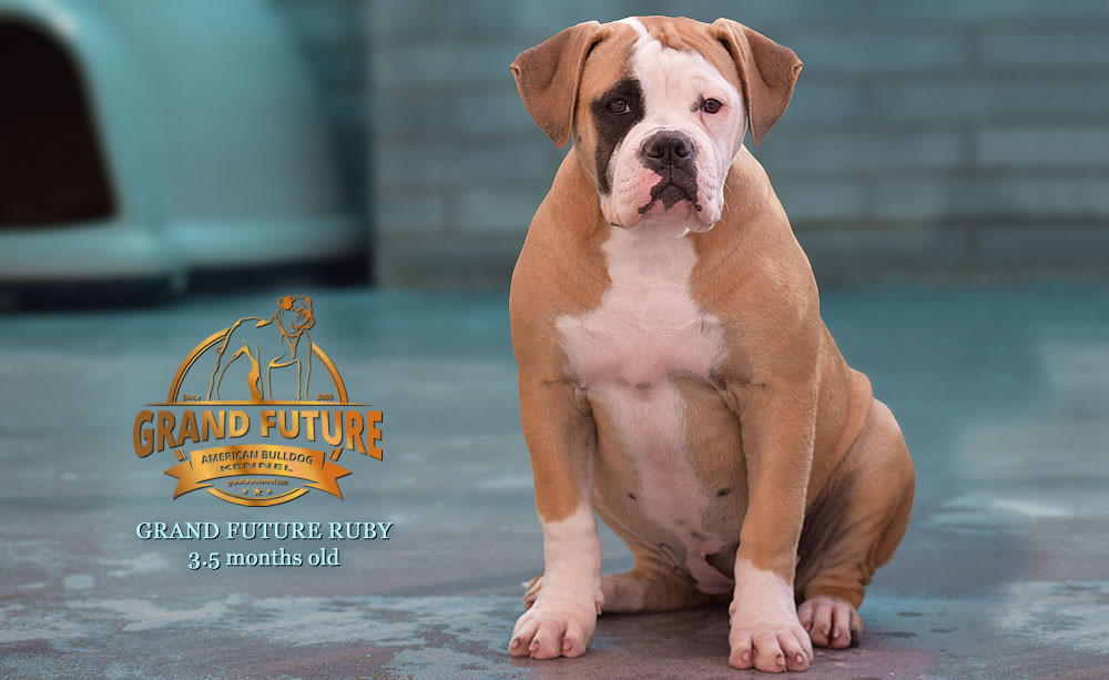 American Bulldog - Grand Future Ruby