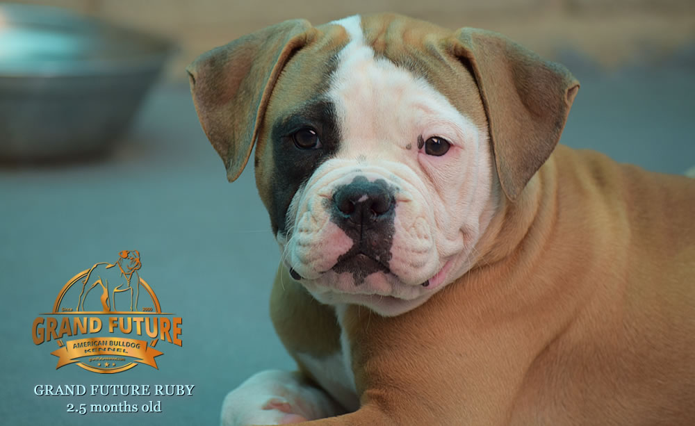 American Bulldog - Grand Future Ruby