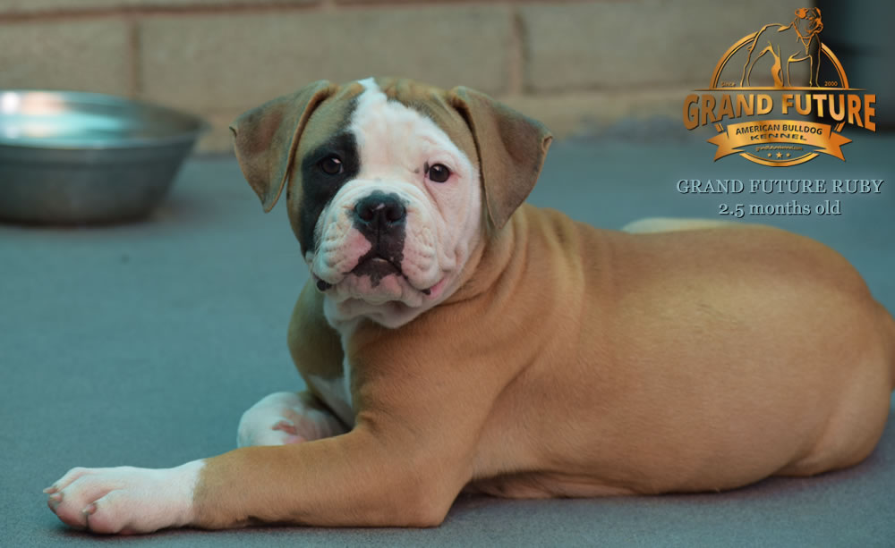 American Bulldog - Grand Future Ruby