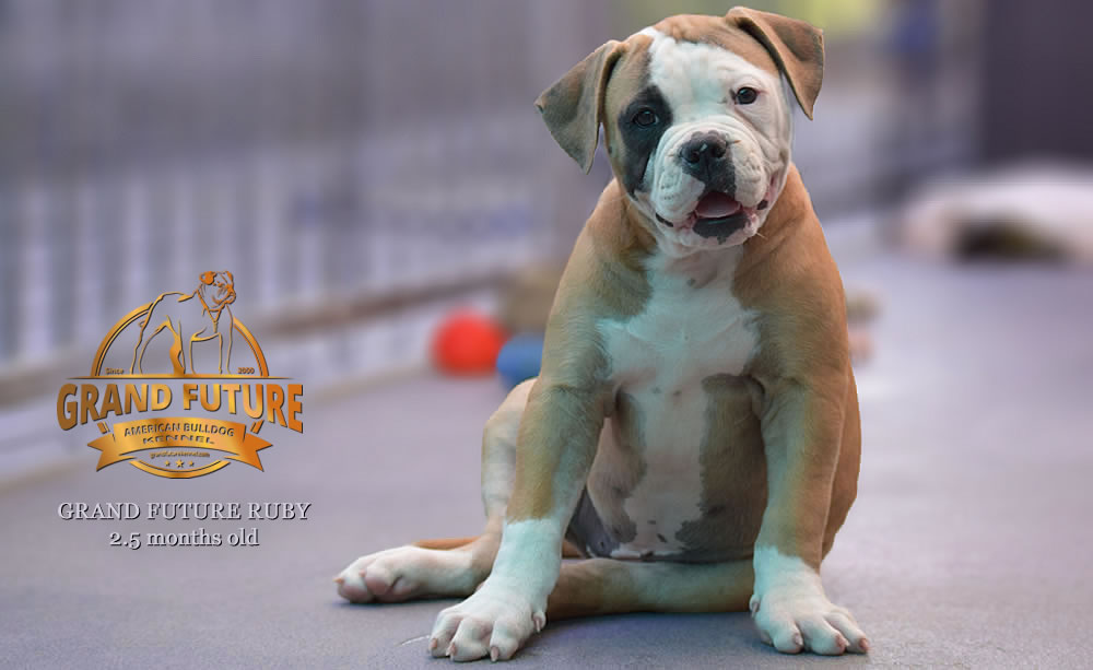 American Bulldog - Grand Future Ruby