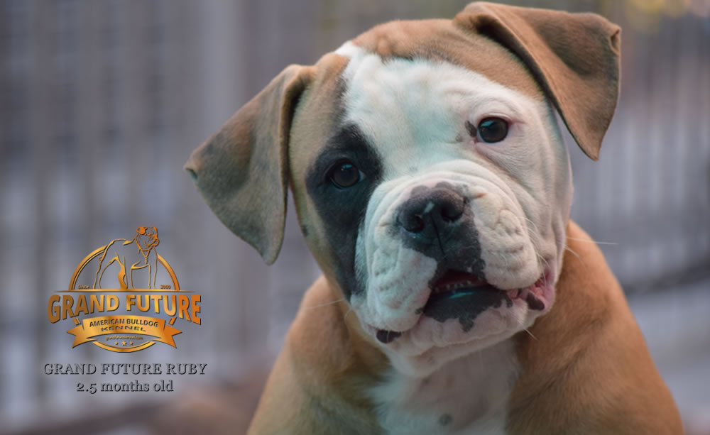 American Bulldog - Grand Future Ruby