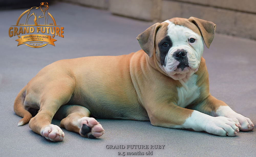 American Bulldog - Grand Future Ruby