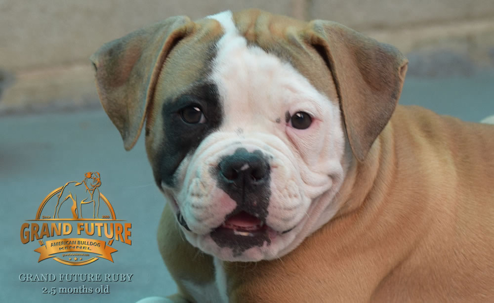 American Bulldog - Grand Future Ruby