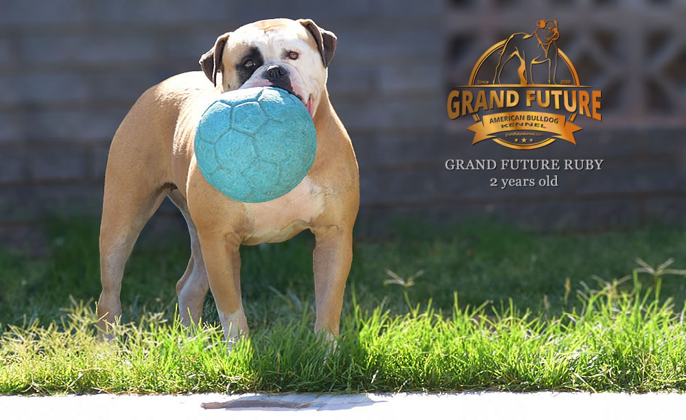 American Bulldog - Grand Future Ruby