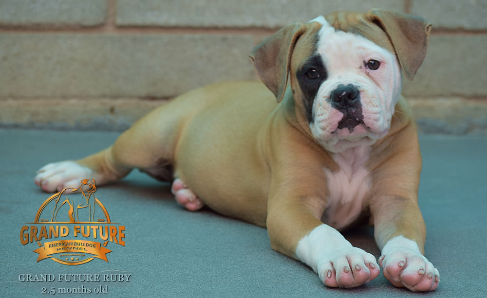 American Bulldog - Grand Future Ruby