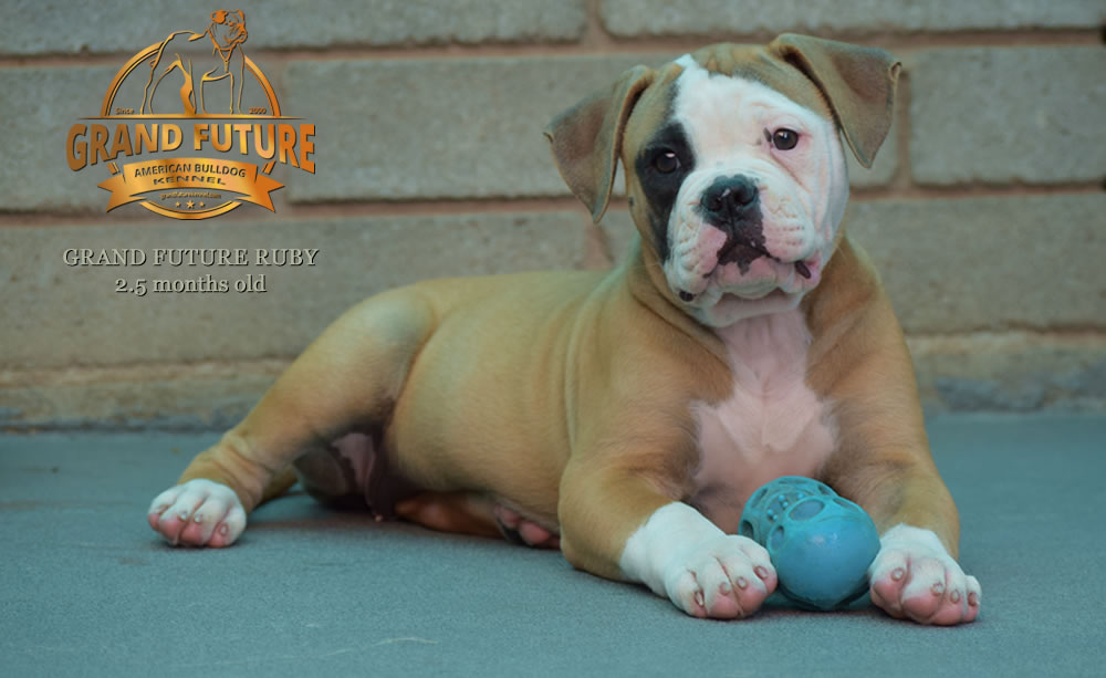 American Bulldog - Grand Future Ruby