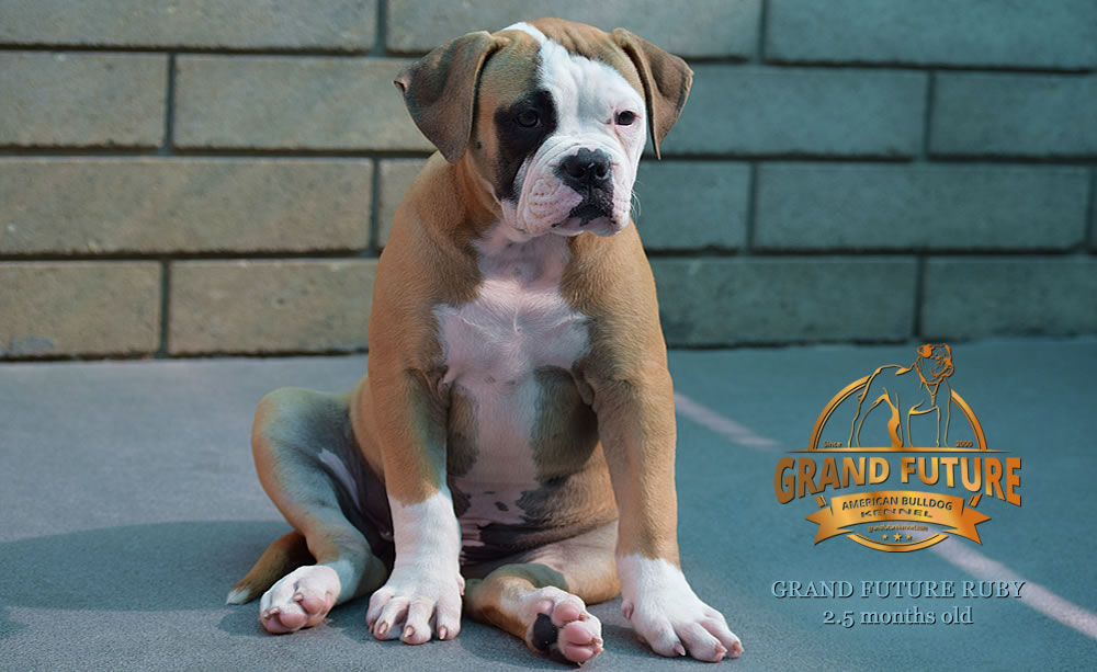 American Bulldog - Grand Future Ruby