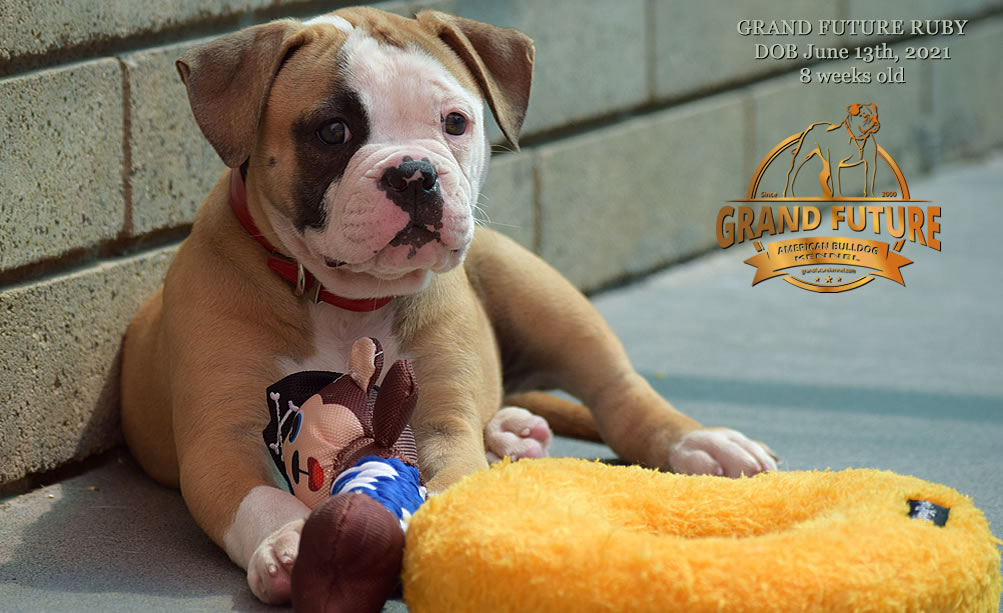 American Bulldog - Grand Future Ruby