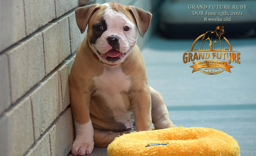 American Bulldog - Grand Future Ruby