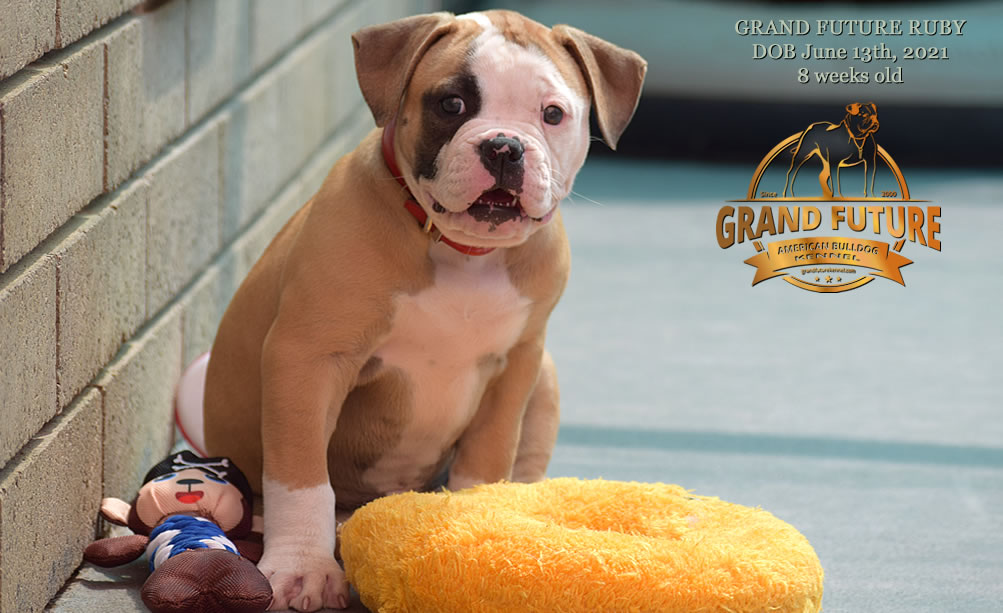 American Bulldog - Grand Future Ruby