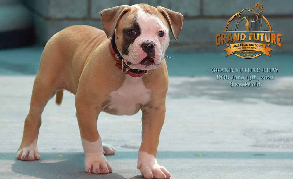 American Bulldog - Grand Future Ruby