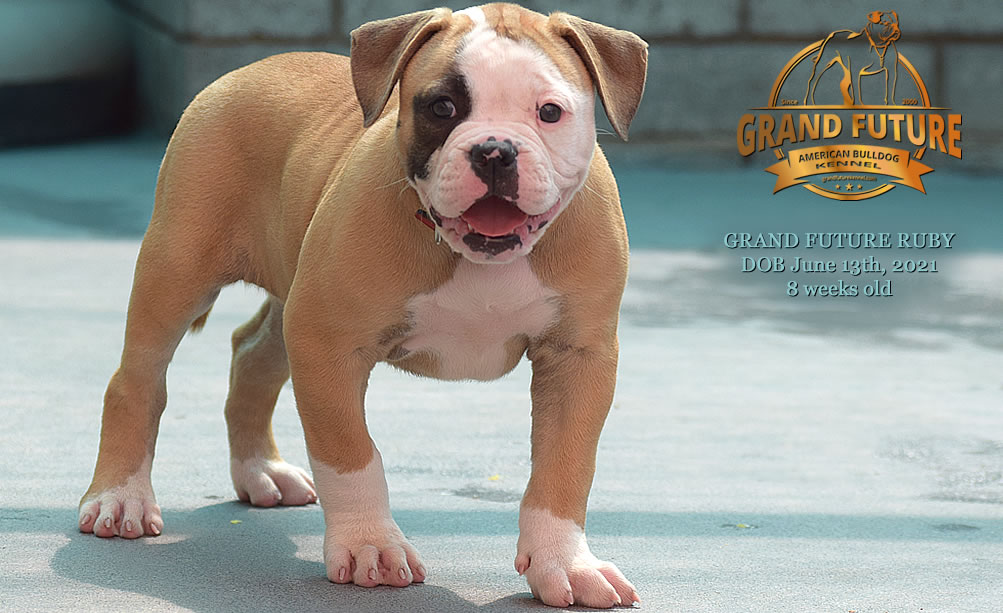 American Bulldog - Grand Future Ruby