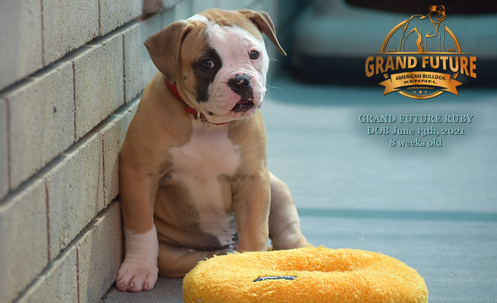 American Bulldog - Grand Future Ruby