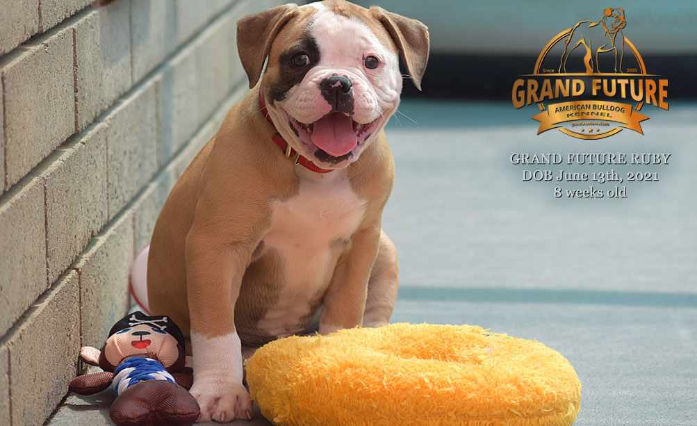 American Bulldog - Grand Future Ruby