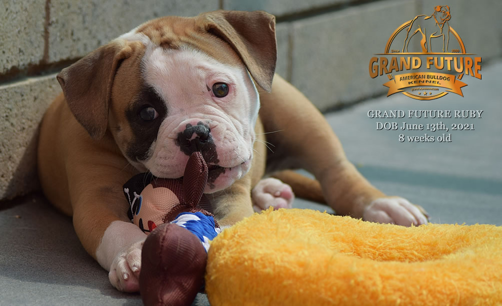 American Bulldog - Grand Future Ruby