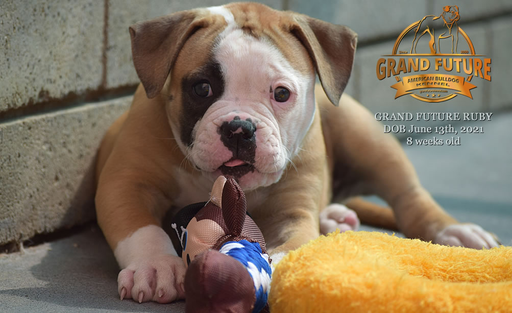 American Bulldog - Grand Future Ruby