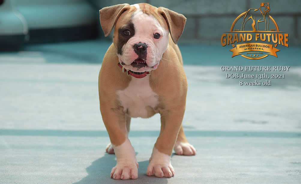 American Bulldog - Grand Future Ruby