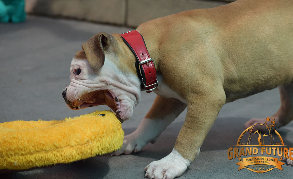 American Bulldog - Grand Future Ruby