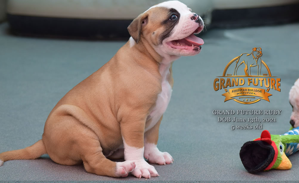 American Bulldog - Grand Future Ruby