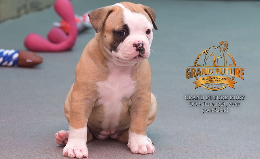 American Bulldog - Grand Future Ruby