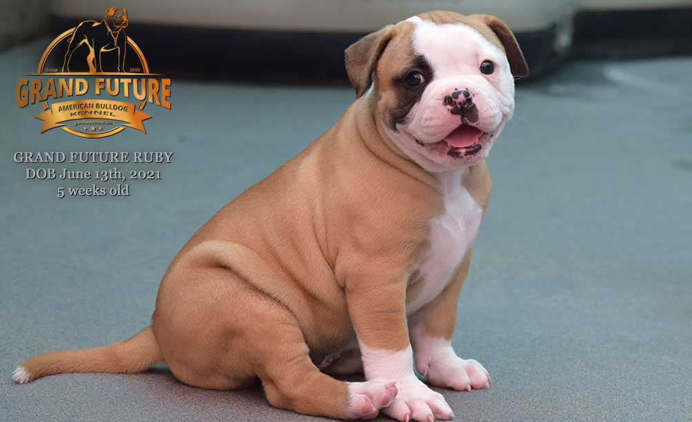 American Bulldog - Grand Future Ruby