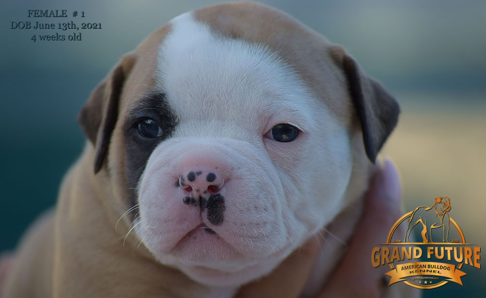 American Bulldog - Grand Future Ruby