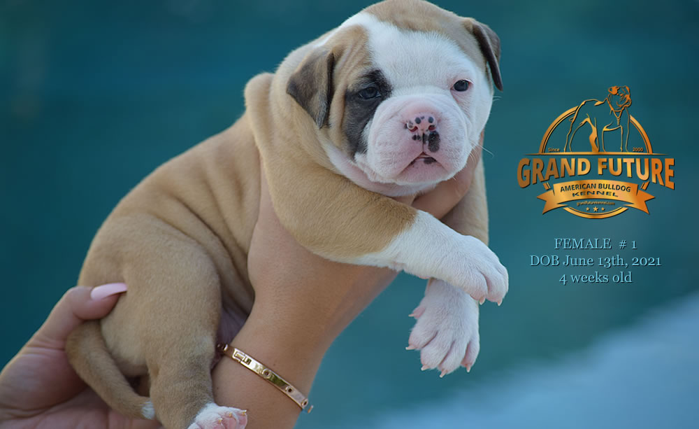 American Bulldog - Grand Future Ruby