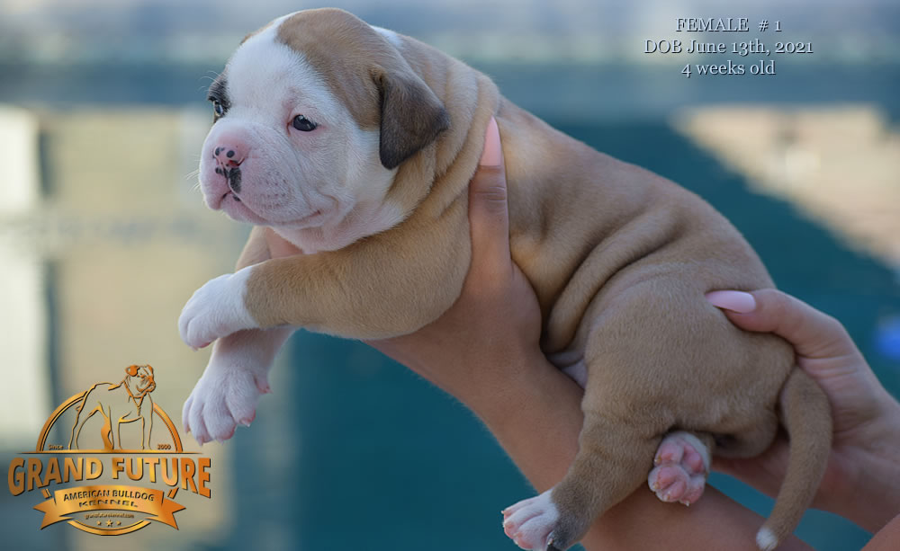 American Bulldog - Grand Future Ruby