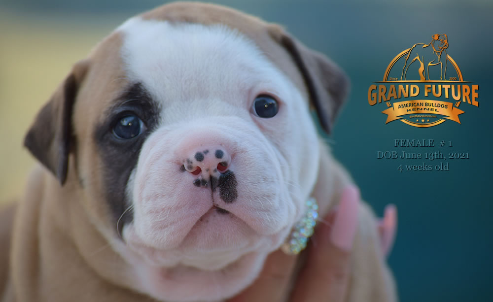 American Bulldog - Grand Future Ruby