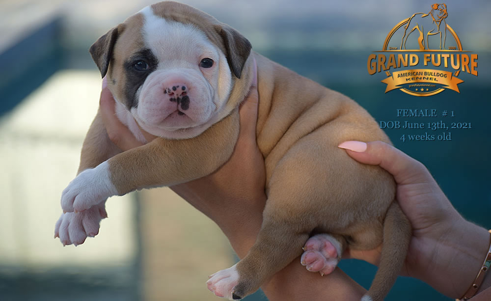 American Bulldog - Grand Future Ruby