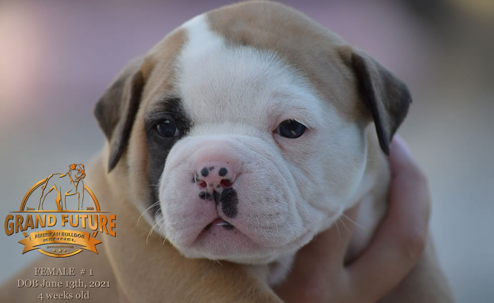 American Bulldog - Grand Future Ruby