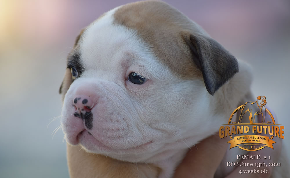 American Bulldog - Grand Future Ruby