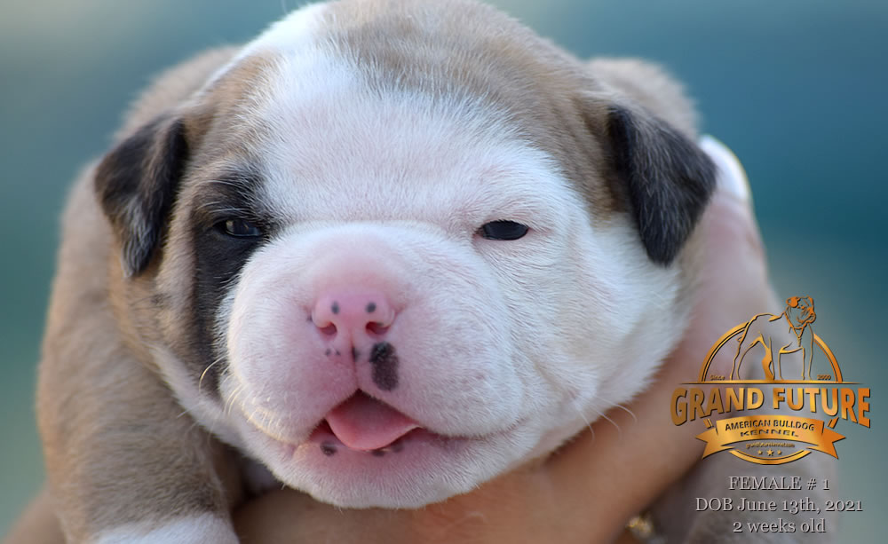 American Bulldog - Grand Future Ruby