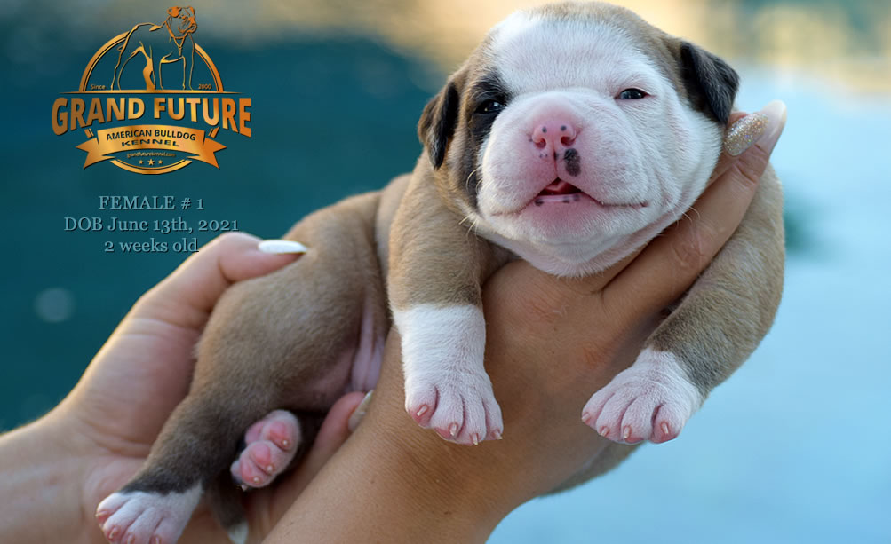 American Bulldog - Grand Future Ruby