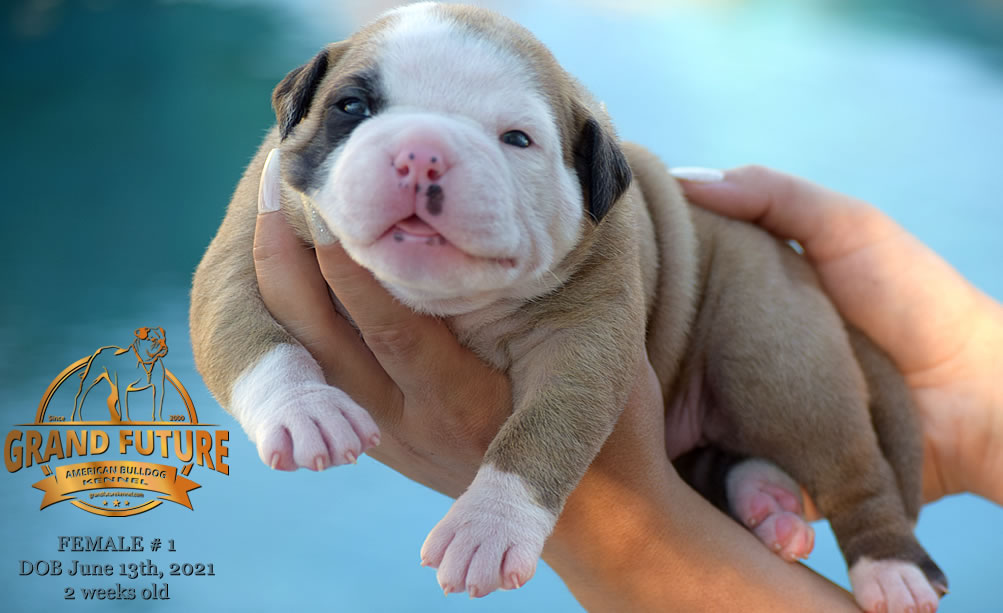 American Bulldog - Grand Future Ruby