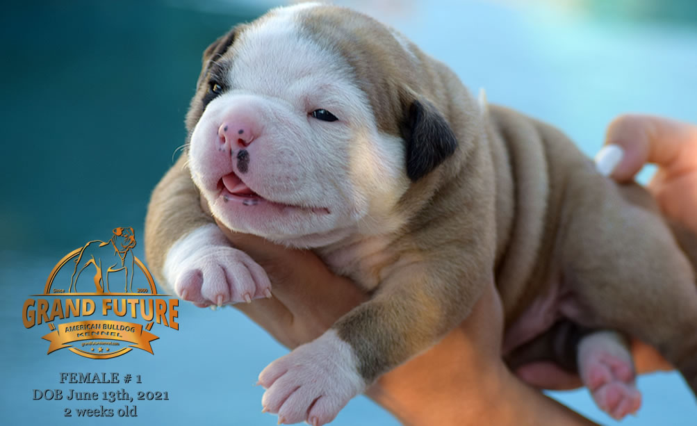 American Bulldog - Grand Future Ruby