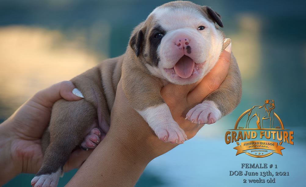 American Bulldog - Grand Future Ruby