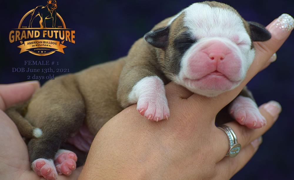 American Bulldog - Grand Future Ruby