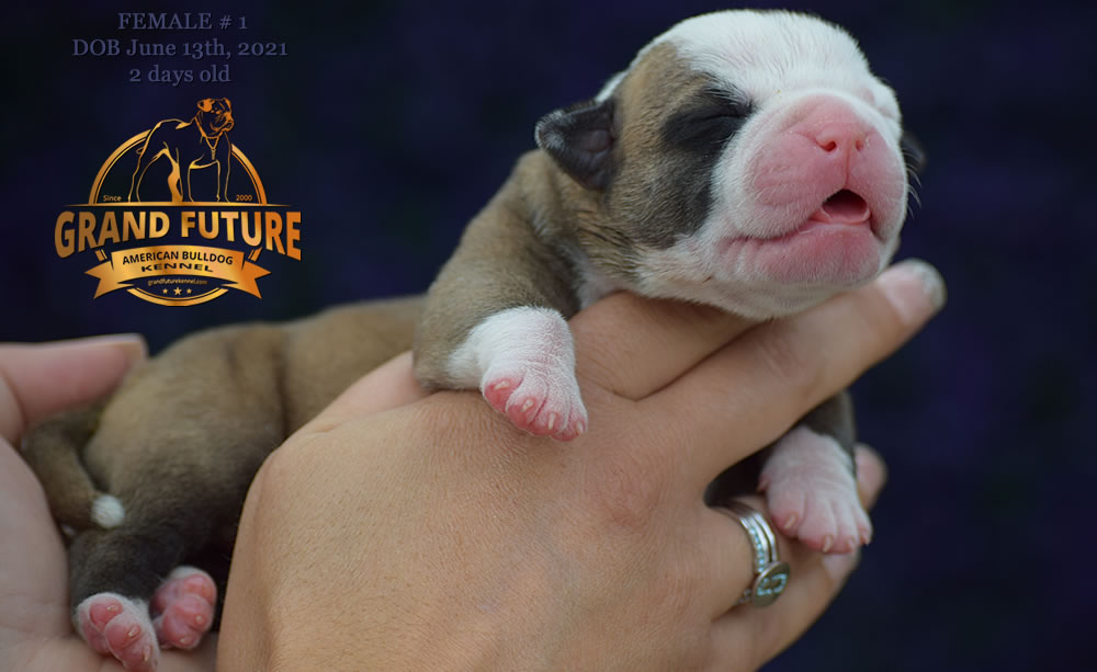 American Bulldog - Grand Future Ruby