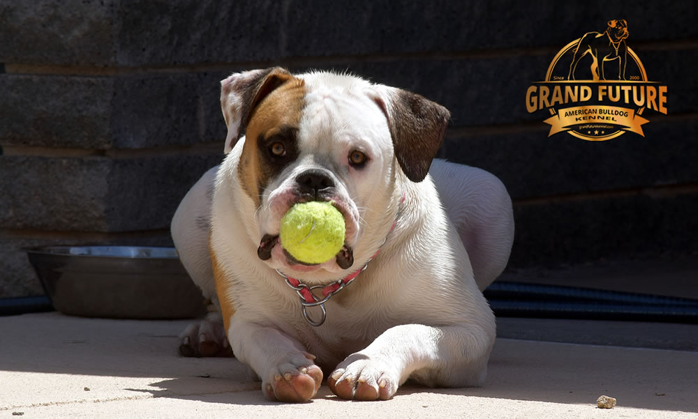 American Bulldog - Grand Future Shamrock