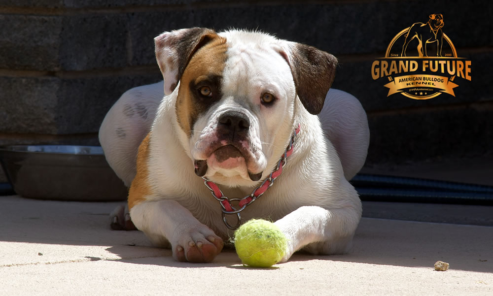 American Bulldog - Grand Future Shamrock