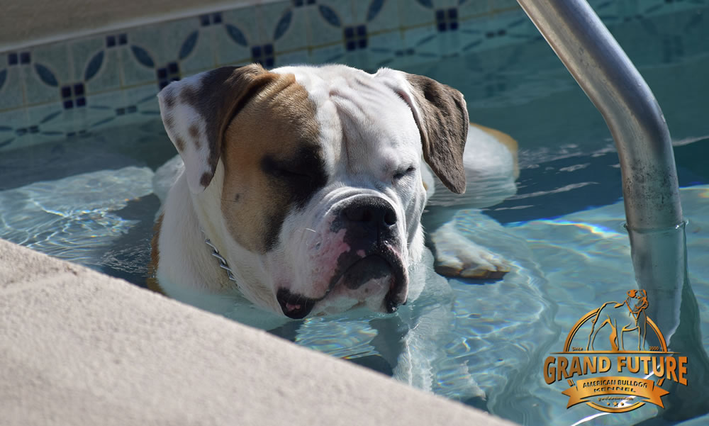 American Bulldog - Grand Future Shamrock