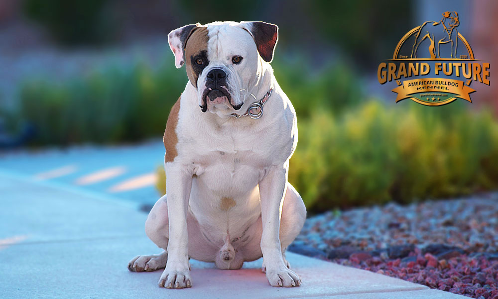 American Bulldog - Grand Future Shamrock