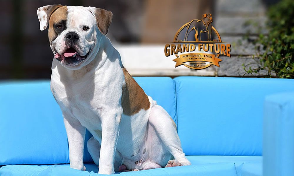 American Bulldog - Grand Future Shamrock