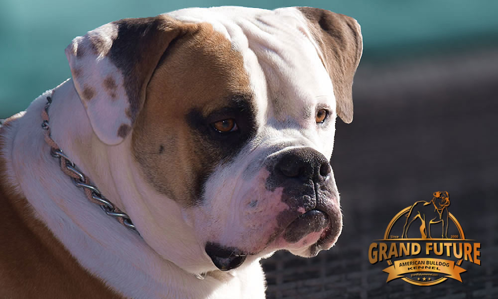 American Bulldog - Grand Future Shamrock