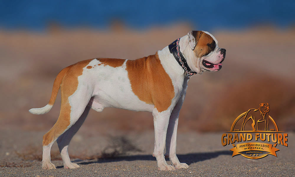 American Bulldog - Grand Future Shamrock