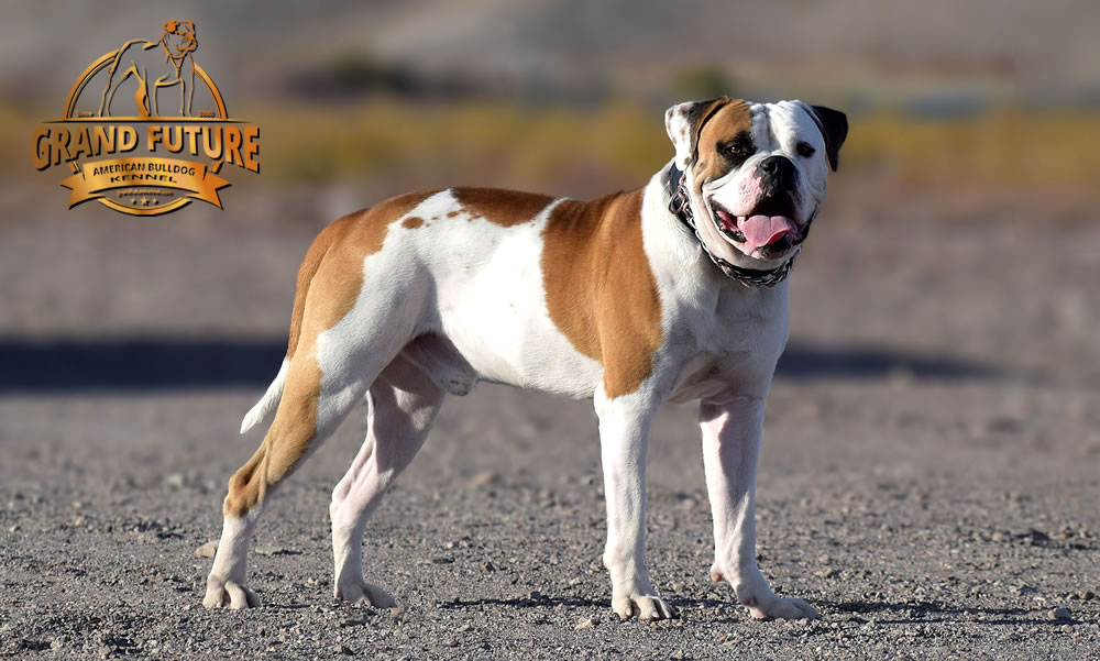 American Bulldog - Grand Future Shamrock