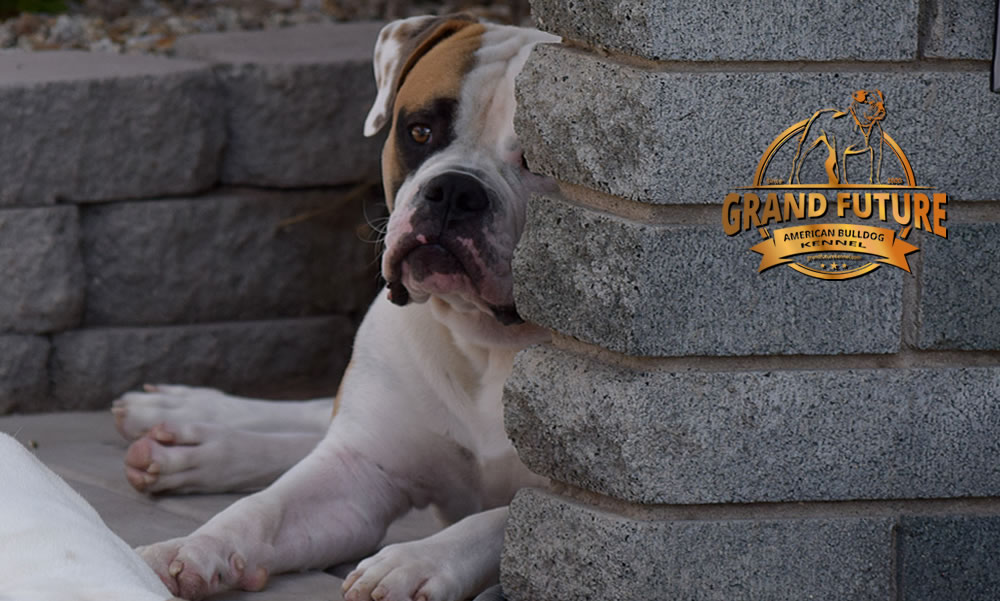 American Bulldog - Grand Future Shamrock